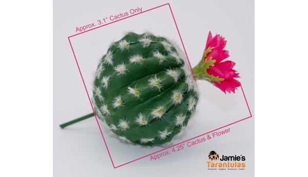 Barrel Cactus - Magenta Flower